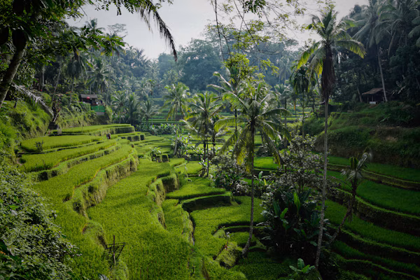 Ubud Forest